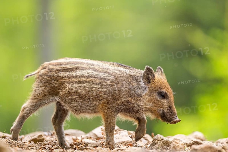 Wild boar (Sus scrofa) piglet walking in a forest, Bavaria, Germany