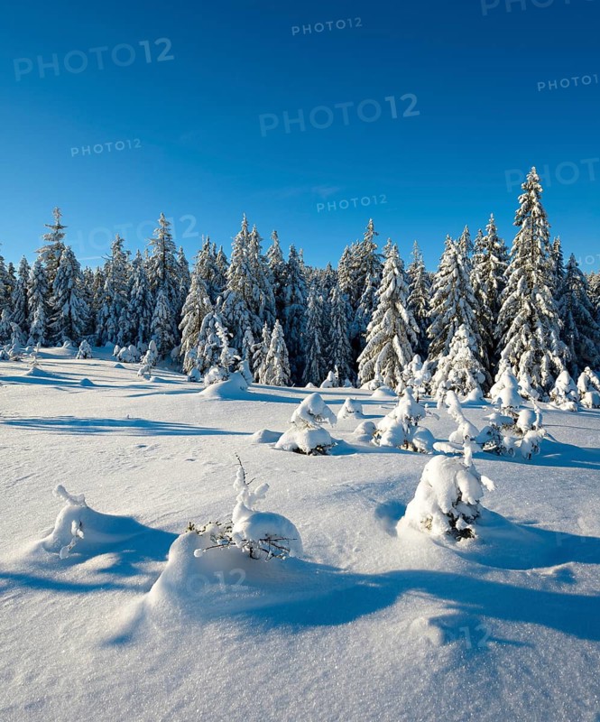 Untouched winter landscape with snow-covered forest under a blue sky near Torfhaus, Harz National Park, Lower Saxony, Germany