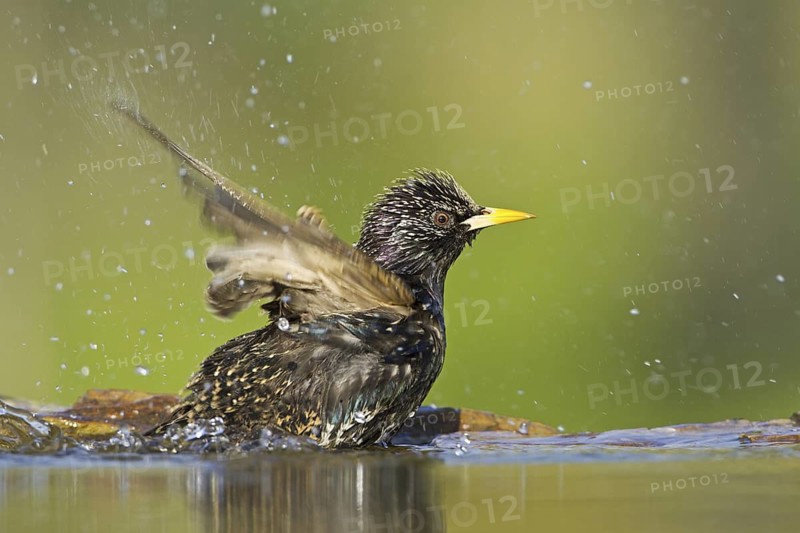 Common Starling (Sturnus vulgaris) bathing, Rhineland-Palatinate, Germany