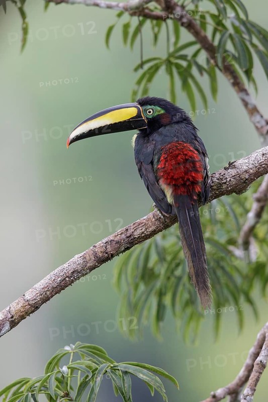 Many-banded Aracari (Pteroglossus pluricinctus) perched on a branch in Ecuador
