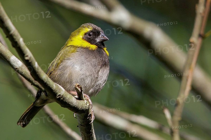 Cuban grassquit (Tiaris canorus) perched on a branch in Cuba