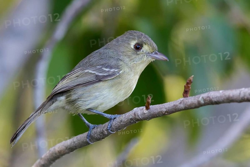 Cuban Vireo (Vireo gundlachii) perched on a branch in Cuba