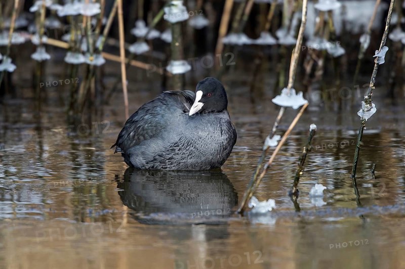 Eurasian Coot (Fulica atra), Mecklenburg-Western Pomerania, Germany
