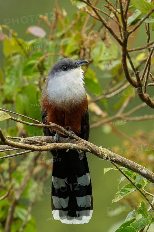 Chestnut-bellied Cuckoo (Coccyzus pluvialis) perched on a branch in Jamaica in the Caribbean