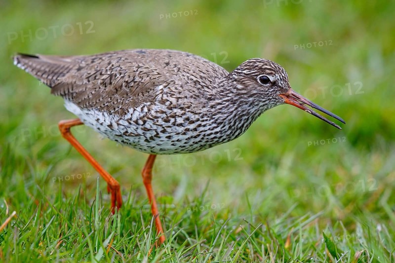 Common Redshank (Tringa totanus), Netherlands