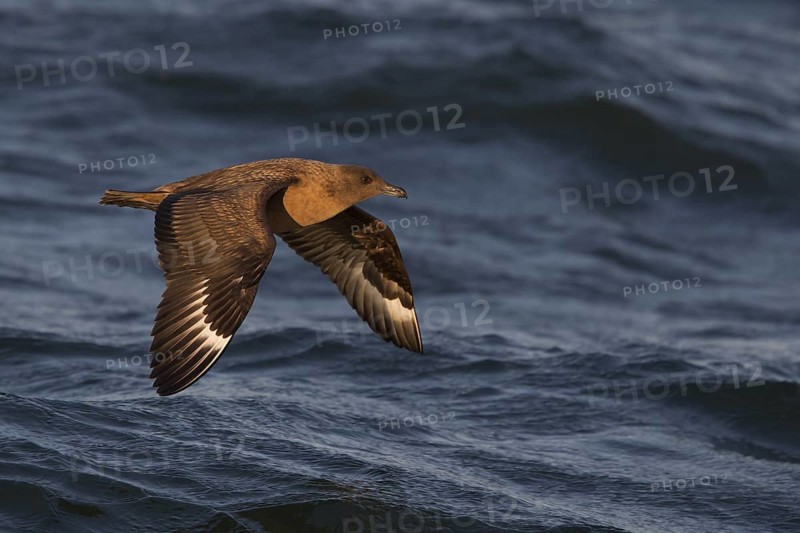 Great Skua (Stercorarius skua) flying, North Sea, Germany