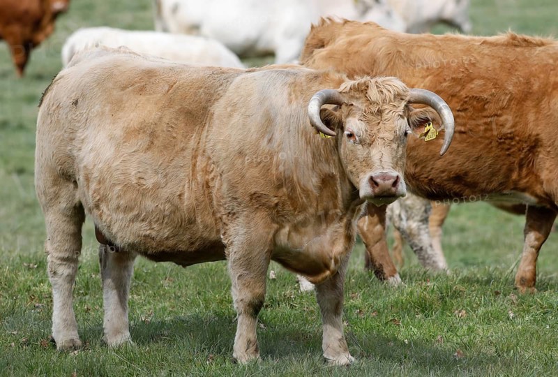 Free-range calves, cattle and cows from the Jahnsfeld organic farm in Brandenburg, they graze the surrounding grassland in spring and summer, they spend the winter in a playpen with an outlet, Müncheberg, Brandenburg, Germany