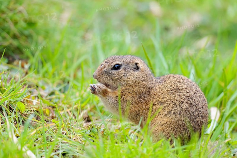 An adult ground squirrel (Spermophilus citellus) eats leaves and flowers on a cloudy day in a green meadow. Austria