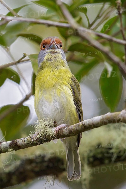 Rufous-browed Peppershrike (Cyclarhis gujanensis) perched on a branch in Costa Rica