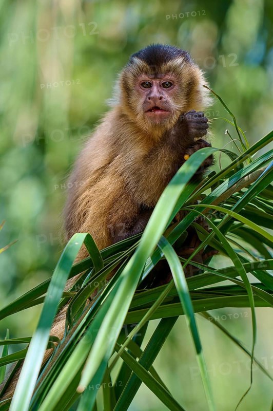 Close-up of a small monkey on a green leaf in its natural habitat, capuchin monkey (Sapajus apella), Pantanal, Mato Grosso, Brazil