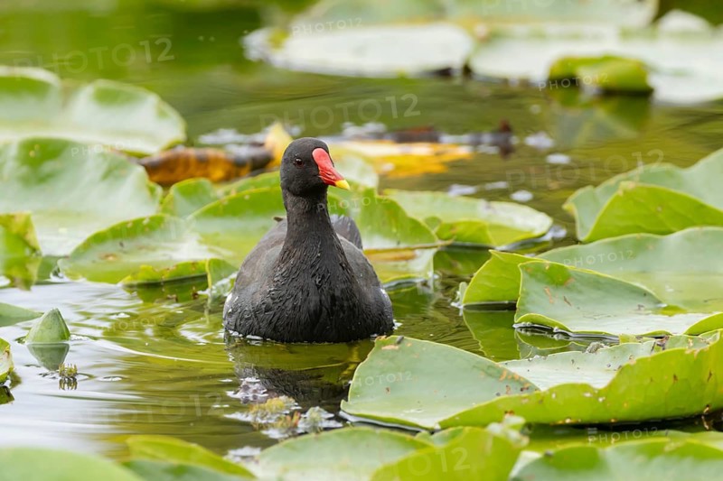 Moorhen (Gallinula chloropus) adult bird amongst water lilies on a pond in summer, England, United Kingdom