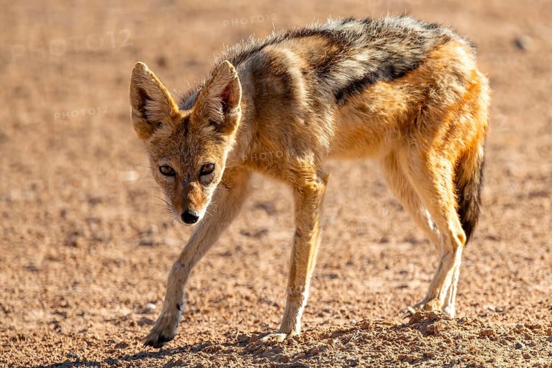 Black-backed jackal (Canis mesomelas), Kgalagadi Transfrontier National Park, Northern Cape, South Africa
