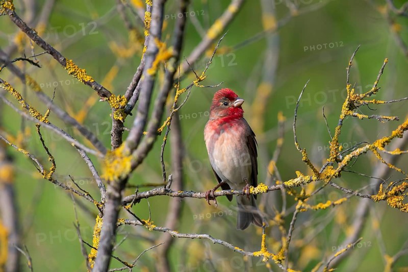 Common Rosefinch (Carpodacus erythrinus) male, Mecklenburg-Western Pomerania, Germany
