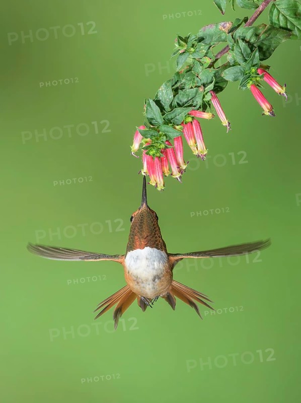 Rufous Hummingbird (Selasphorus rufus) male flying while feeding at flower nectar, Colorado, USA