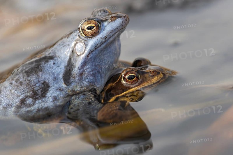 Blue moor frog (Rana arvalis) mating in the moor, Goldenstedter Moor, Lower Saxony, Germany