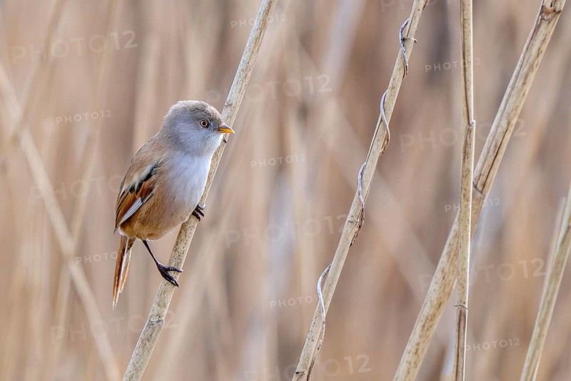 Bearded reedling, bearded tit (Panurus biarmicus) adult female in reedbed perched on reed stem at wetland in spring