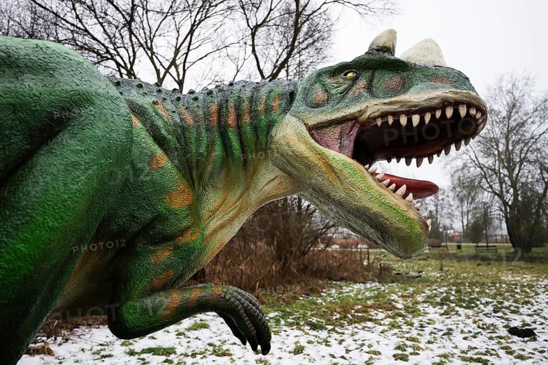 LUBIN, POLAND - JANUARY 15, 2026 - Park Wroclawski. Close-up of a life-sized Carnotaurus (Carnotaurus) model with distinctive brow horns and open jaws, displayed in an outdoor educational paleo park during winter