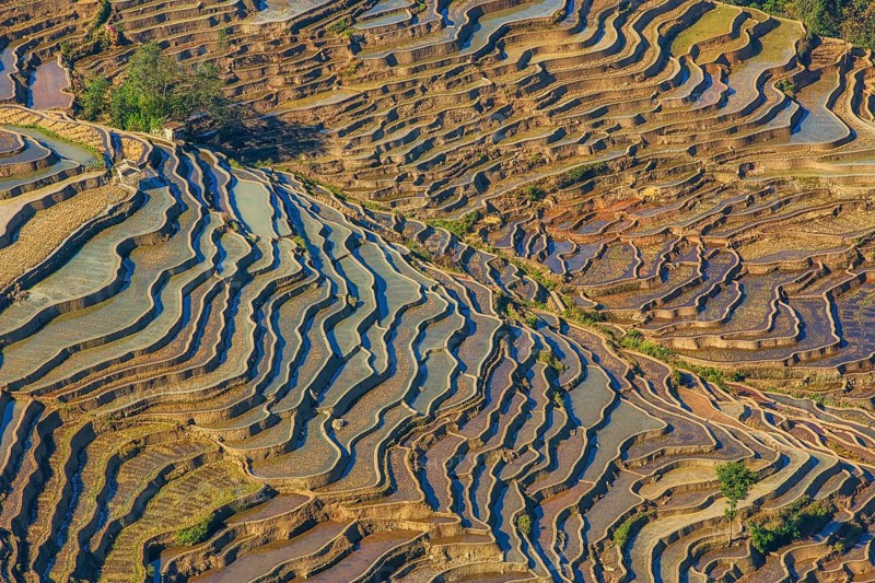 Celestial Stairs — The Yuanyang Rice Terraces in Yunnan, China, carved by the Hani people over 1, 300?years, form a UNESCO-listed landscape covering about 16, 603?hectares (166?km²), stretching from roughly 140?m to 2, 940?m in elevation, with over 3, 000 terraced steps in the main scenic areas, where water, light, and tradition exist in perfect harmony between humans and nature