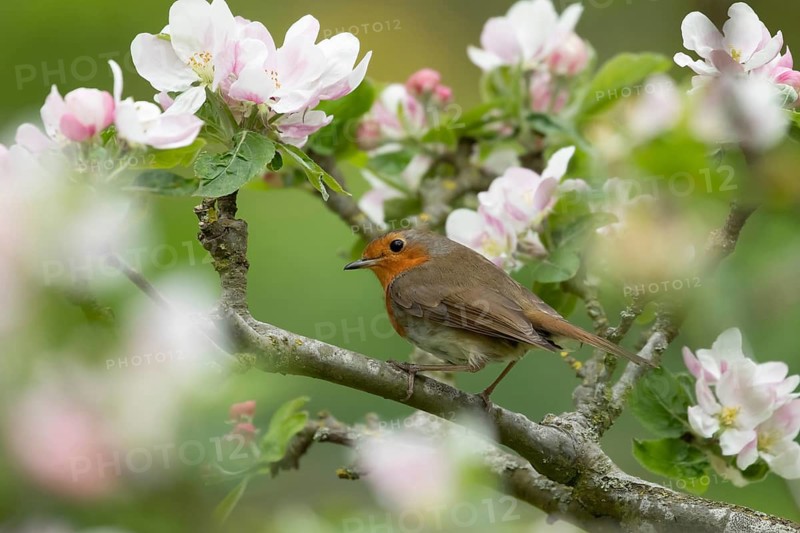 European robin (Erithacus rubecula) adult garden bird perched in a flowering apple fruit tree in spring, Suffolk, England, United Kingdom
