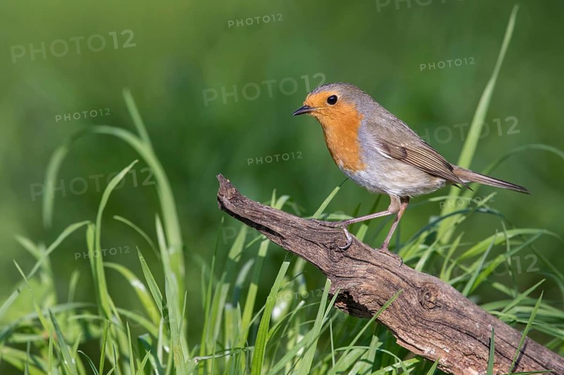 European Robin (Erithacus rubecula) perched on a old tree trunk, Poland