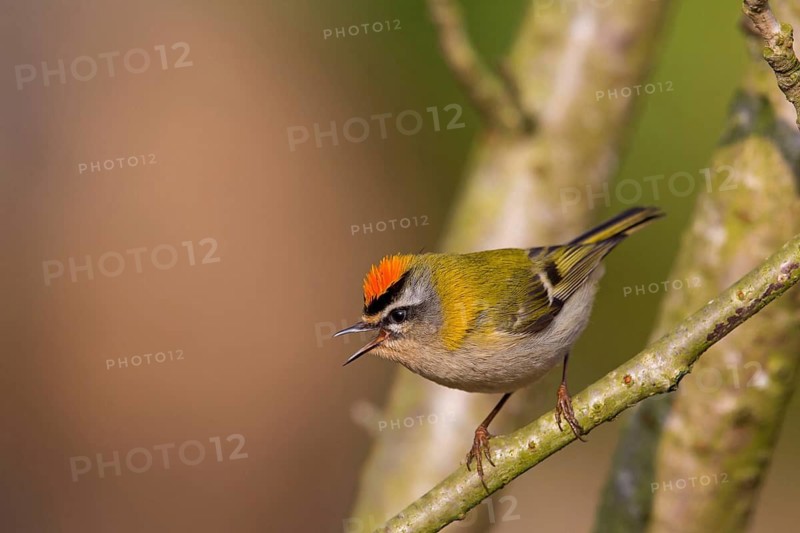 Firecrest, Regulus ignicapillus, Roitelet à triple bandeau, Roitelet triple-bandeau, Reyezuelo Listado, Luisenpark, Mannheim, Baden-Württemberg, Germany