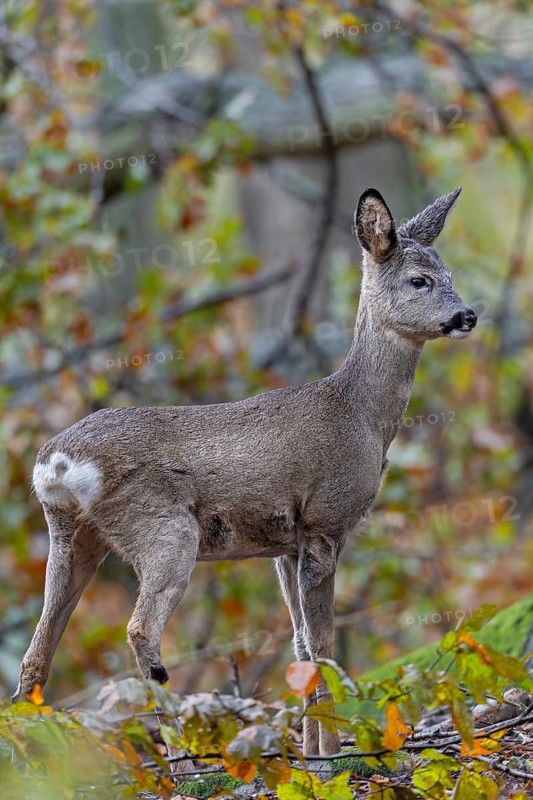 Fawn (Capreolus capreolus) in November, autumn, November, Germany