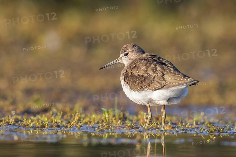 Green Sandpiper (Tringa ochropus) foraging, North Rhine-Westphalia, Germany