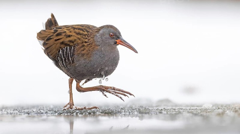 Water rail (Rallus aquaticus) Water rail, winter with ice and snow, frost, frozen lake and pond, foraging in shallow water, marshland, Kiskunsag National Park, Hungary