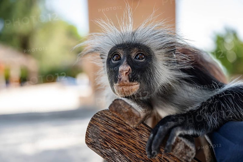 A Red Colobus monkey sits on a wooden structure, looking directly at the camera with a blurred green forest background in Zanzibar