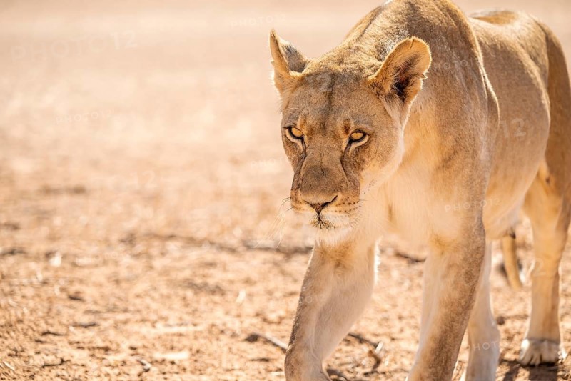 Lioness (Panthera leo) walking towards camera, Kgalagadi Transfrontier National Park, Northern Cape, South Africa