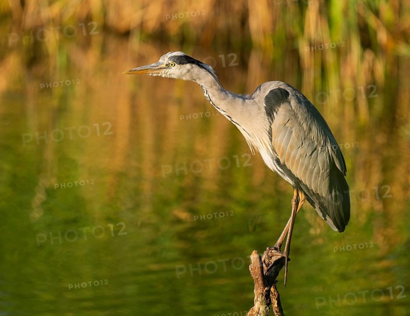 Grey heron (Ardea cinerea) standing on a dead branch at a lake, warm morning light, Lower Saxony, Germany