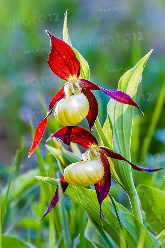 Orchids, Lady's slipper, (Cypripedium calceolus), Lower Saxony, Federal Republic of Germany
