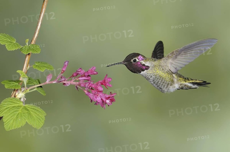 Anna's Hummingbird (Calypte anna), British Columbia, Canada