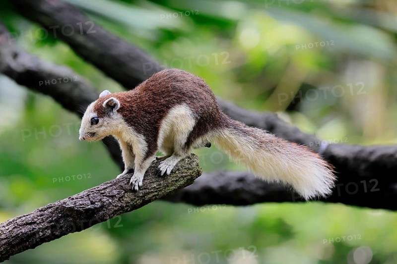Finlayson's squirrel (Callosciurus finlaysonii), adult, on tree, foraging, Singapore, Southeast Asia