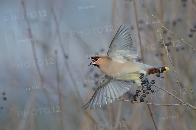 Bohemian Waxwing (Bombycilla garrulus) feeding on berries, North Rhine-Westphalia, Germany