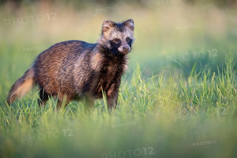 Raccoon dog in a forest clearing (Nyctereutes procyonoides) gazing curiously, portrait, Podlaskie Voivodeship, Poland
