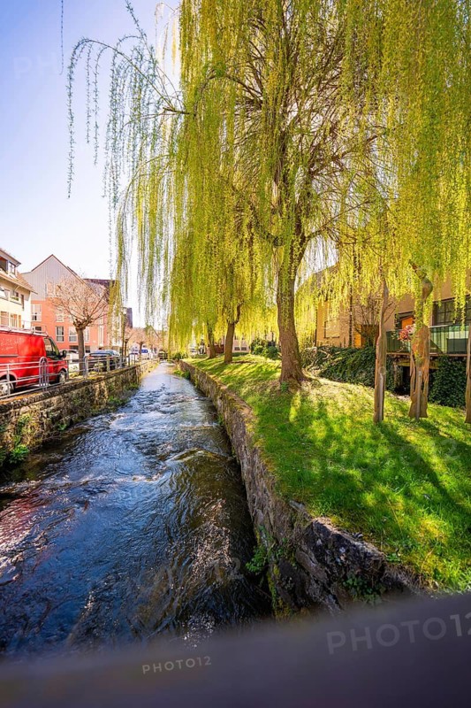 An urban river flows next to a pasture in sunny weather, Aidlingen, Böblingen district, Germany