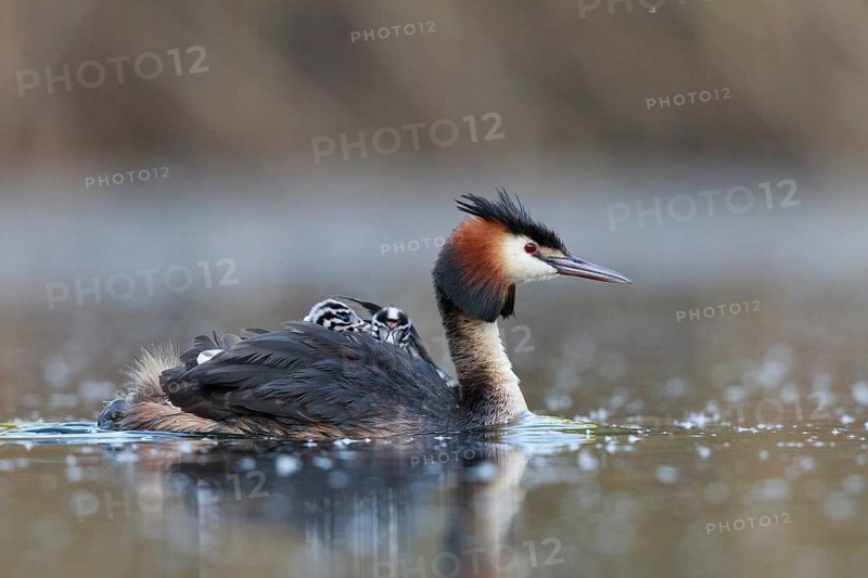 Great Crested Grebe (Podiceps cristatus) with chicks, North Rhine-Westphalia, Germany
