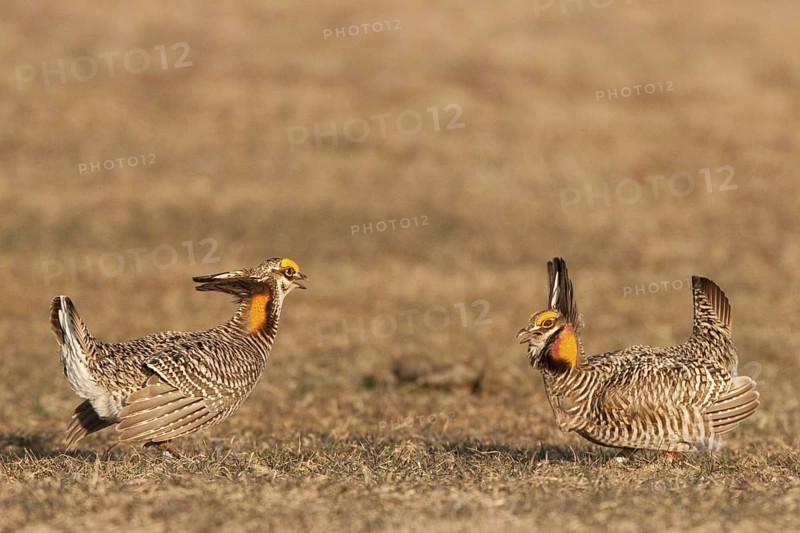 Greater Prairie Chicken (Tympanuchus cupido) male, Wisconsin, USA