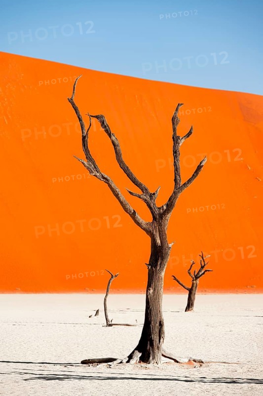 Dead camel thorn trees (Vachellia erioloba), red sand dunes, white salt pan, Dead Vlei, Sossusvlei, Namib Desert, Namib-Naukluft Park, Namibia