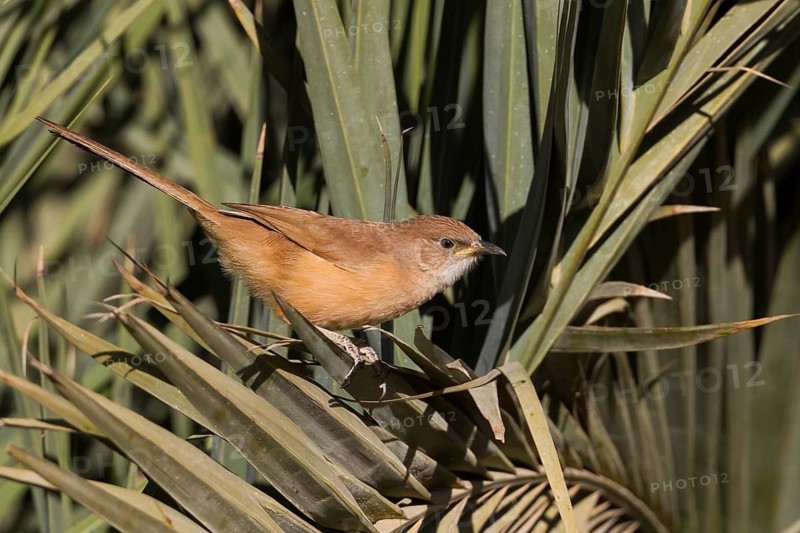 Fulvous Babbler - Akaziendrossling - Argya fulva ssp. maroccana, Morocco