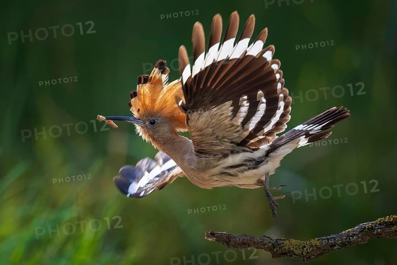 Hoopoe (Upupa epops) Bird of the Year 2022, male with maggot, flying, take-off, bridal gift, prey, foraging, interaction, landing on branch, erected bonnet, sunrise, interaction, food transfer, climate change, Middle Elbe Biosphere Reserve, Saxony-Anhalt, Germany