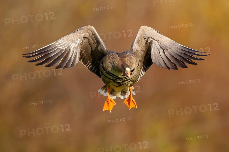 Greater White-fronted Goose (Anser albifrons) flying, North Rhine-Westphalia, Germany