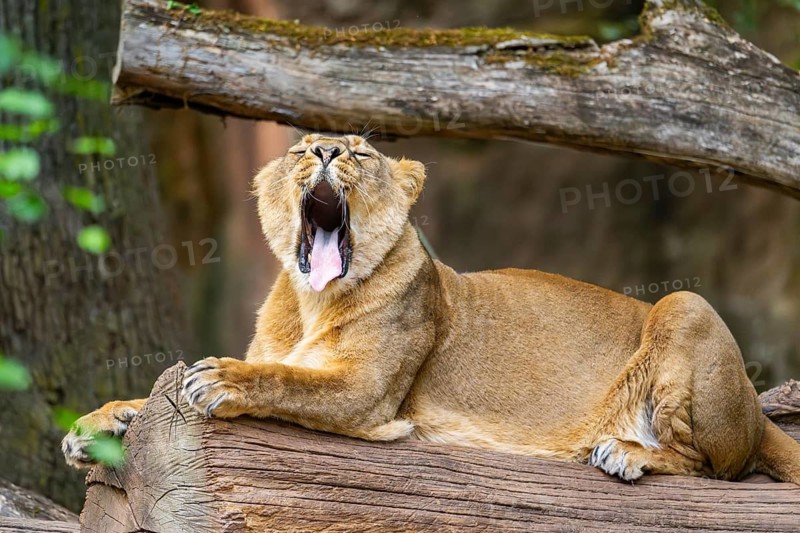 Asiatic lion (Panthera leo persica) female lying on a tree trunk, yawing, portrait, captive, Germany