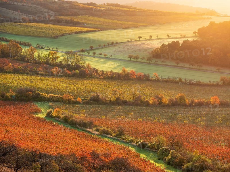 View over colourful vineyards in the Unstrut valley in autumn in the first morning light, Saale-Unstrut wine-growing region, near Freyburg (Unstrut), Saxony-Anhalt, Germany