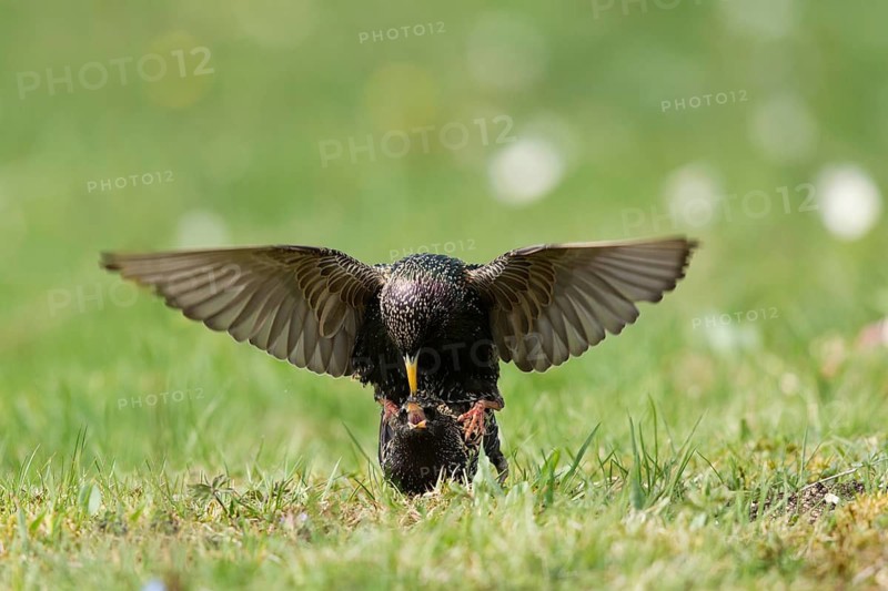 Common Starling (Sturnus vulgaris) pair mating, Bavaria, Germany