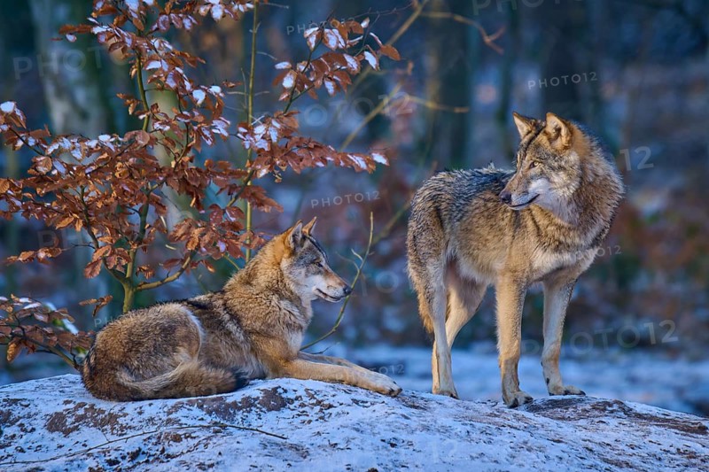 Two wolves in the forest, surrounded by snow and autumn leaves, winter, wolf (Canis lupus), Germany
