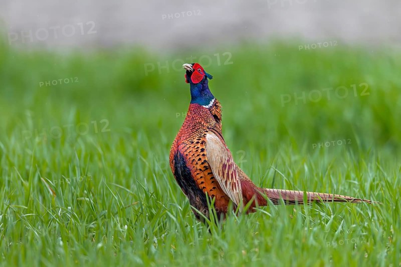 The pheasant cock (Phasianus colchicus) begins its mating ritual with its head held upright, mating season, mating dress, mating season, mating ritual, April, Germany