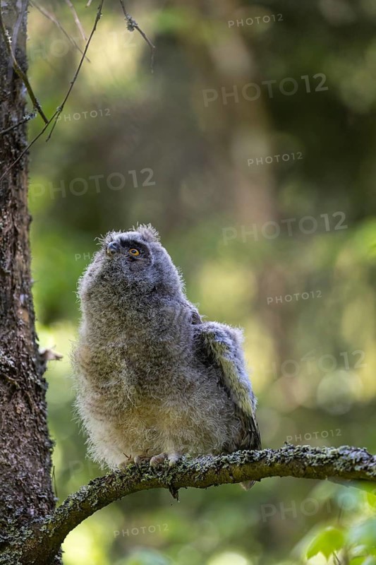 One young long-eared owl (Asio otus), sitting on a branch of a tree. Green vegetation in the background