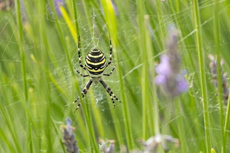 Wasp spider (Argiope bruennichi) adult arachnid resting in its web on garden lavender plants in summer, England, United Kingdom